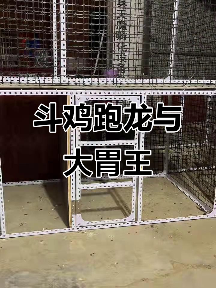 斗鸡跑笼大揭秘,韩中原血统公鸡的成长之路