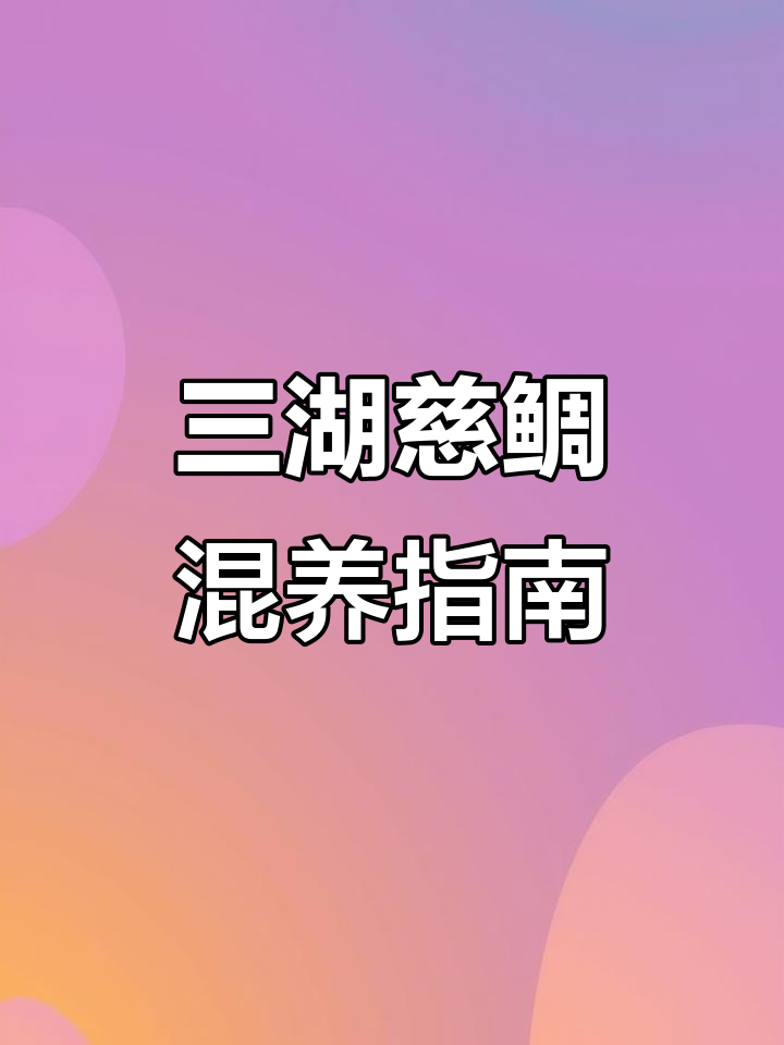 三湖慈鲷混养技巧:如何避免打架与压抑问题
