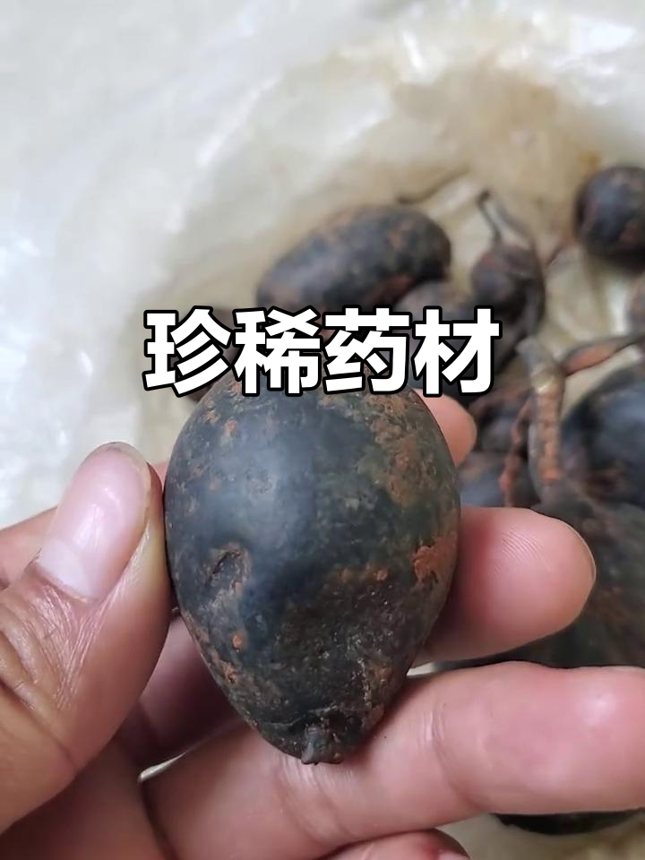 新鲜鸡枞胆,白蚁巢中生长,味道独特,药用价值极高