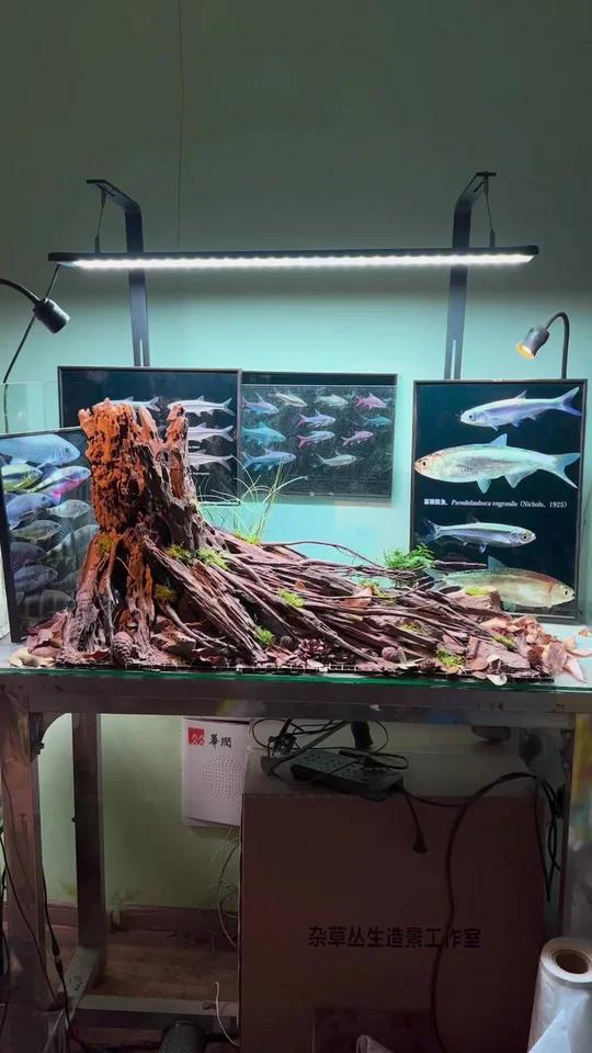 没有人能拒绝 来上这一期造景分享视频