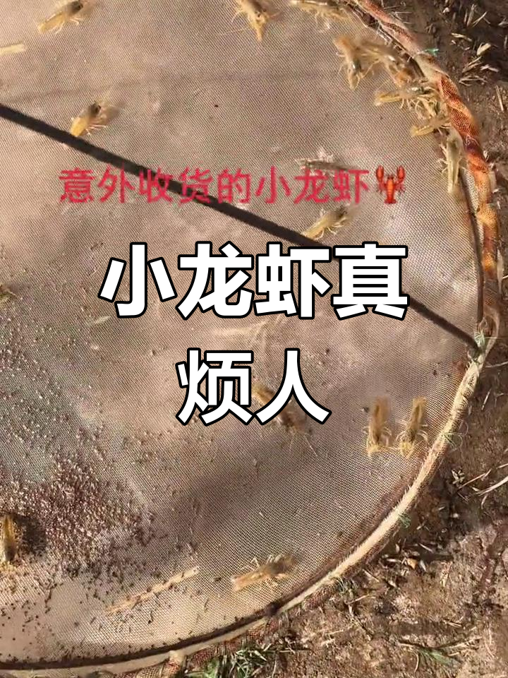 龙虾太小,踩死算了