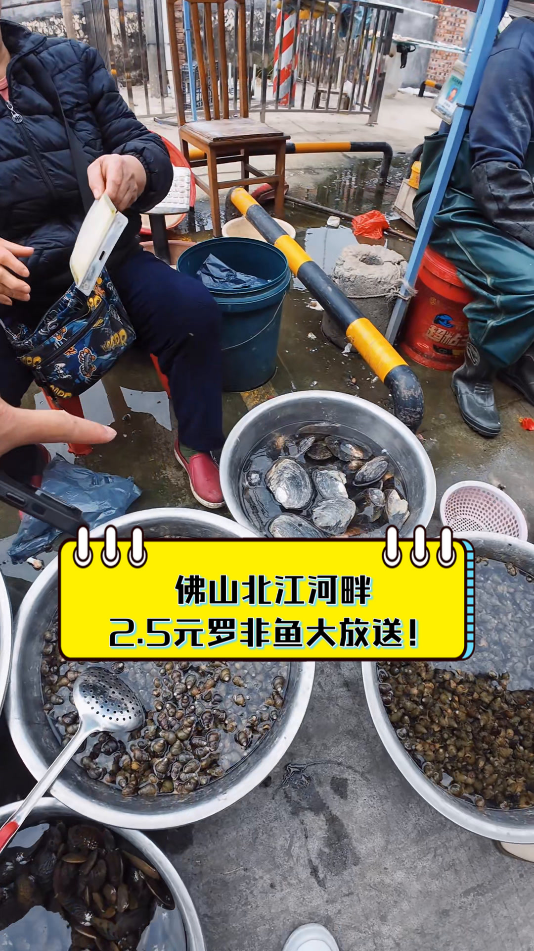 佛山北江河畔,2.5元罗非鱼大放送!