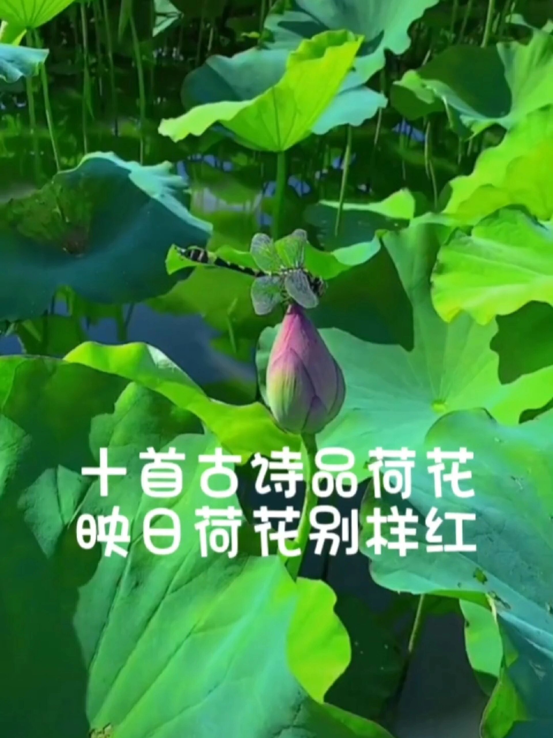 十首古诗品荷花,映日荷花别样红