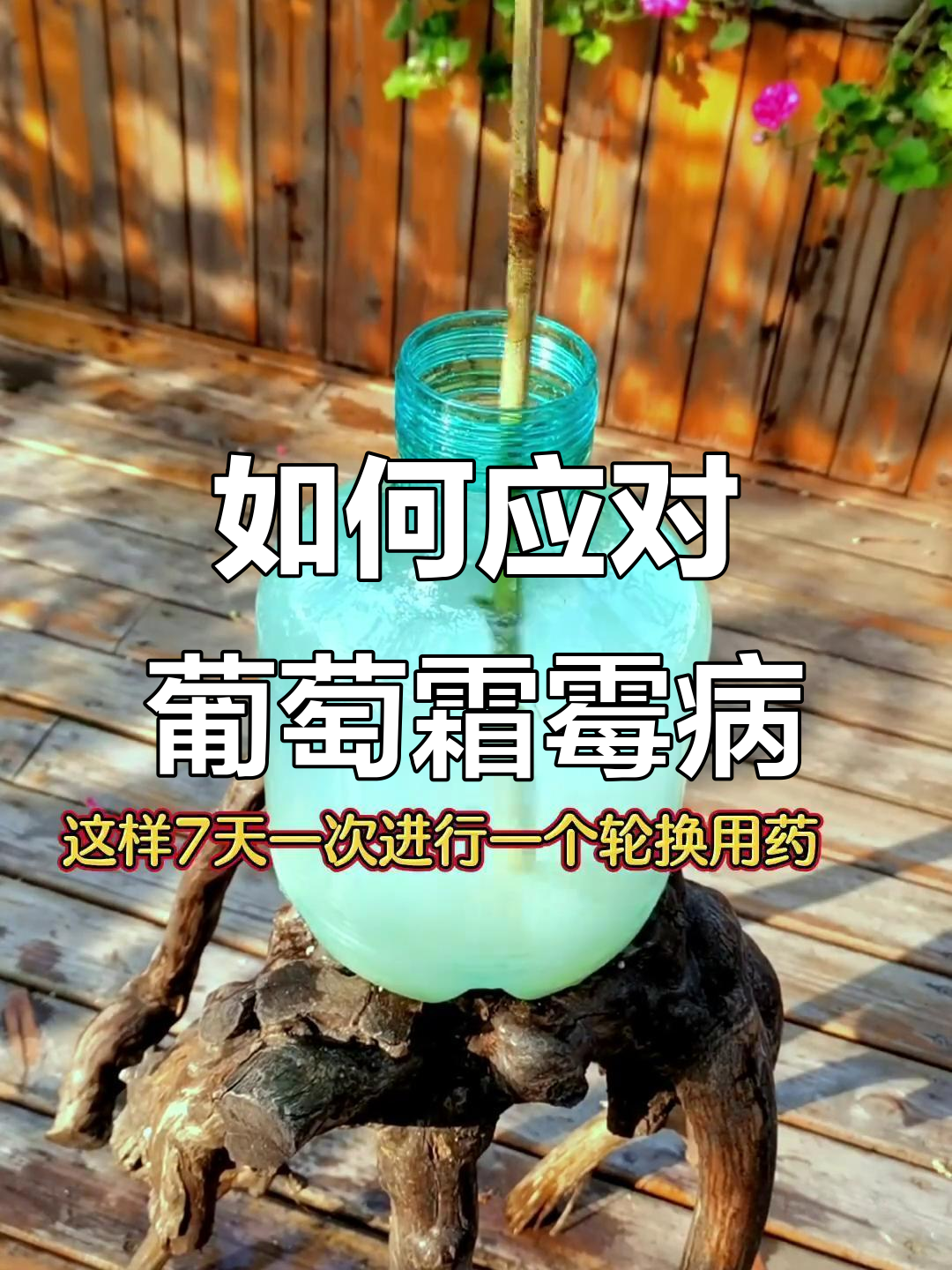 霜霉病爆发怎么办?防治技巧全揭秘