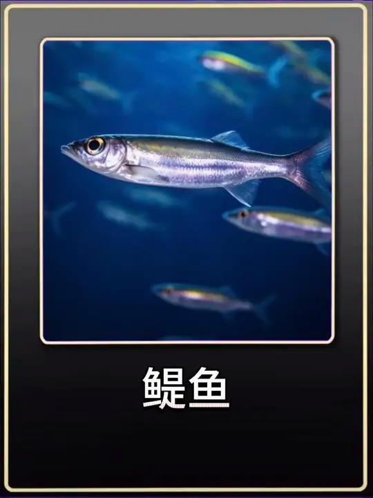 小鱼干的原材料“鳀鱼”海洋食物链的中间环节,营养丰富,做成小鱼干香辣可口