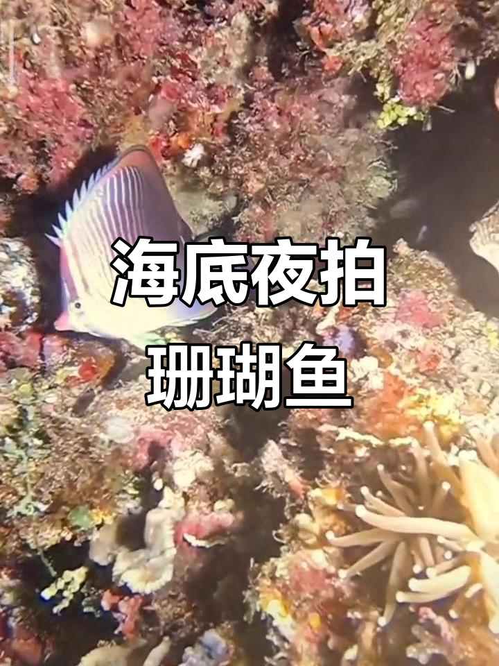 夜间海底珊瑚鱼大揭秘,精彩瞬间不容错过