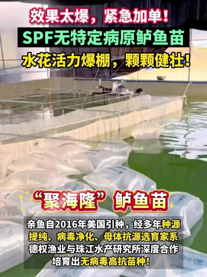 效果太爆,紧急加单!SPF特定病原鲈鱼苗,水花活力爆棚,颗颗健壮!#聚海隆鲈鱼苗 #德权渔
