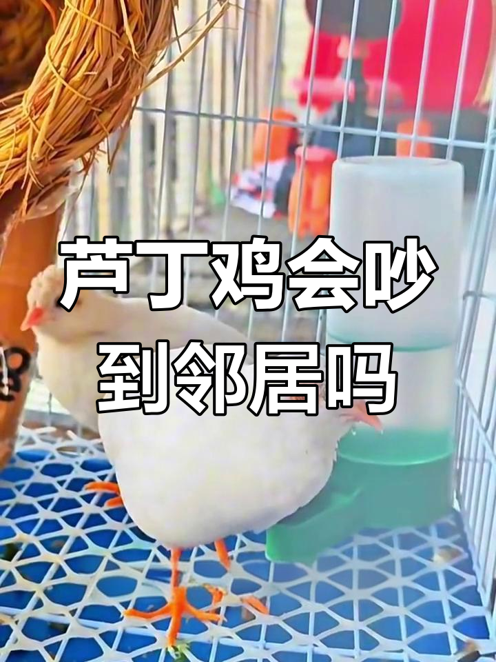 芦丁鸡叫声不大,不会扰民?新手必看!