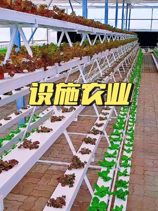 智能温室水培蔬菜种植系统