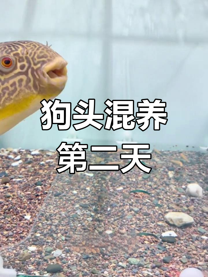 皇冠狗头与河豚和谐共处,母鱼筑巢疑似配对