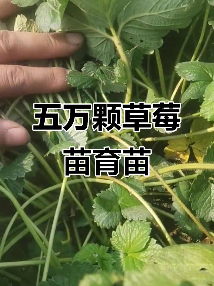 五万株草莓苗起拔,每一棵都算数