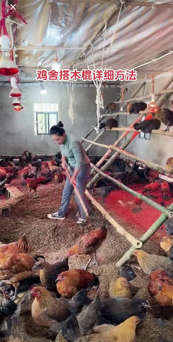 三农 养殖 养鸡 农村散养土鸡 农村创业养殖 鸡舍搭木棍详细方法