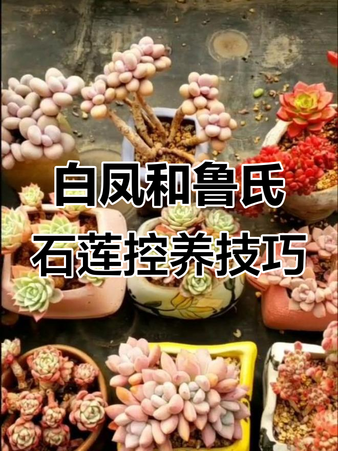 控养白凤与鲁氏石莲,打造健康美丽多肉植物