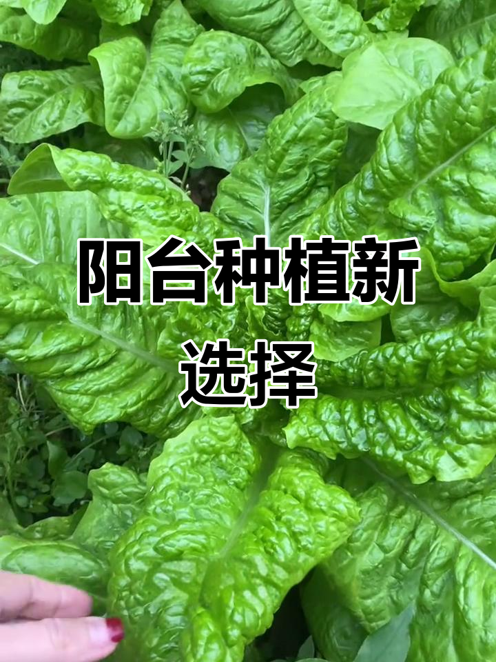 四季皆宜,阳台种菜轻松收获新鲜莴笋叶