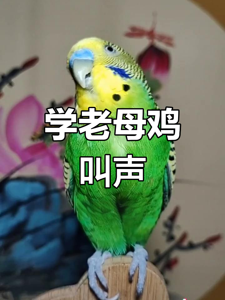 模仿老母鸡下蛋,笑到不行!快来学这个有趣的声音