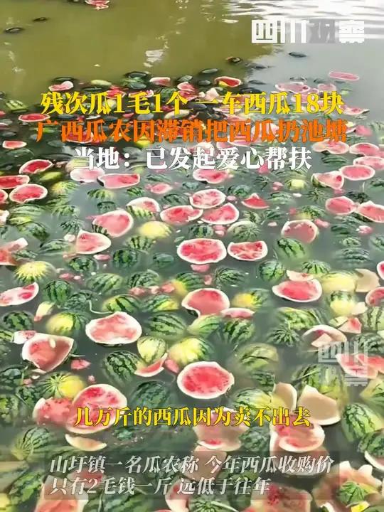 5月29日,广西扶绥县。收购价过低瓜农把西瓜扔进池塘,一车残次瓜只值十几块。当地经济作物站