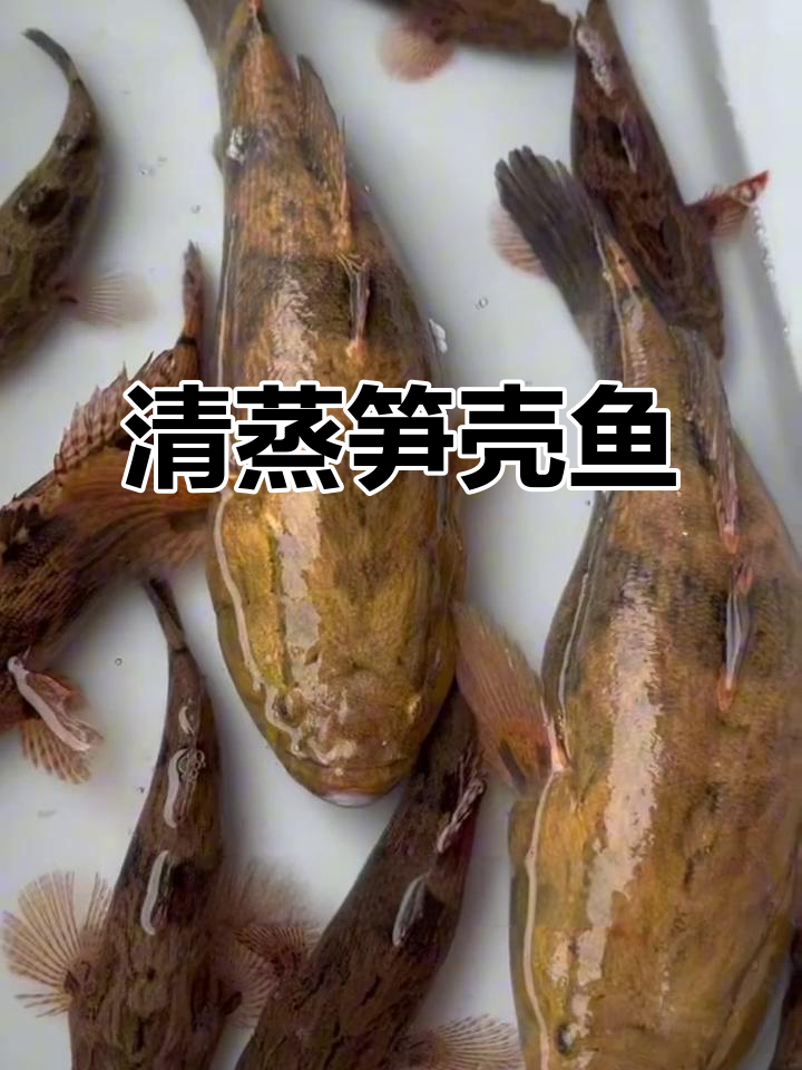谢霆锋力荐的笋壳鱼,清蒸八分钟就能尝到鲜美滋味