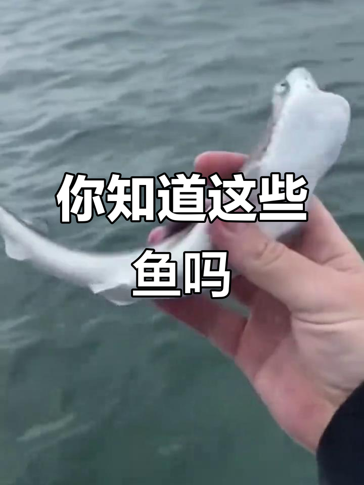 20种常见鱼类大揭秘，看看你吃过几种？