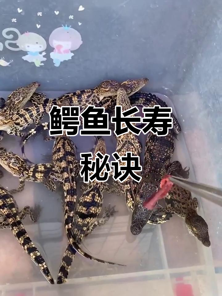 如何让鳄鱼更长寿?这些饲养技巧你必须知道