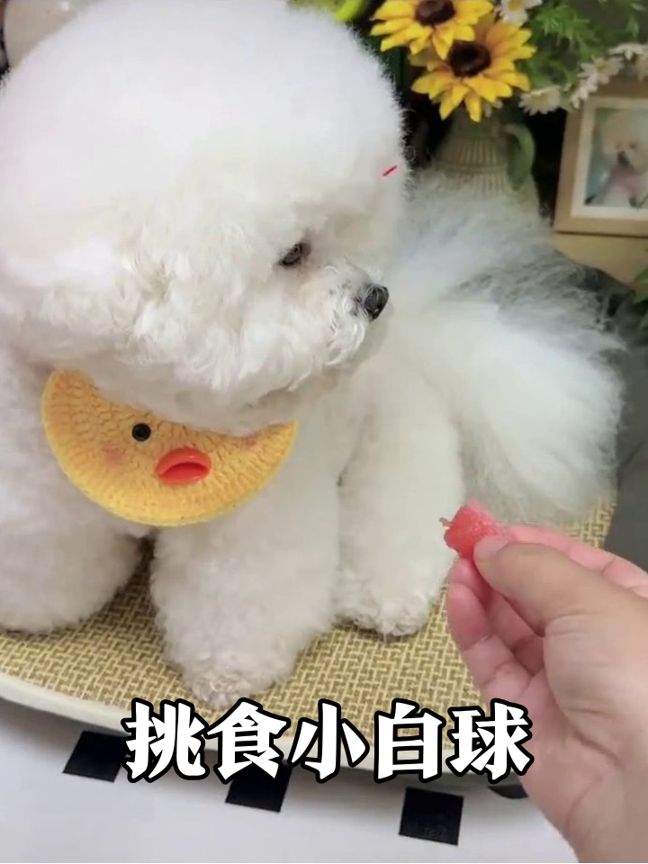 小狗吃播翻车现场:一口西瓜酸出表情包