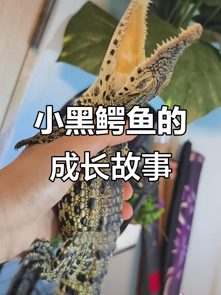 从小黑鳄鱼到五六十公分，散养中的驯化与挑战