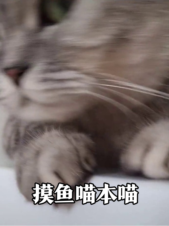 猫咪模仿打工人摸鱼日常，表情动作神同步笑翻