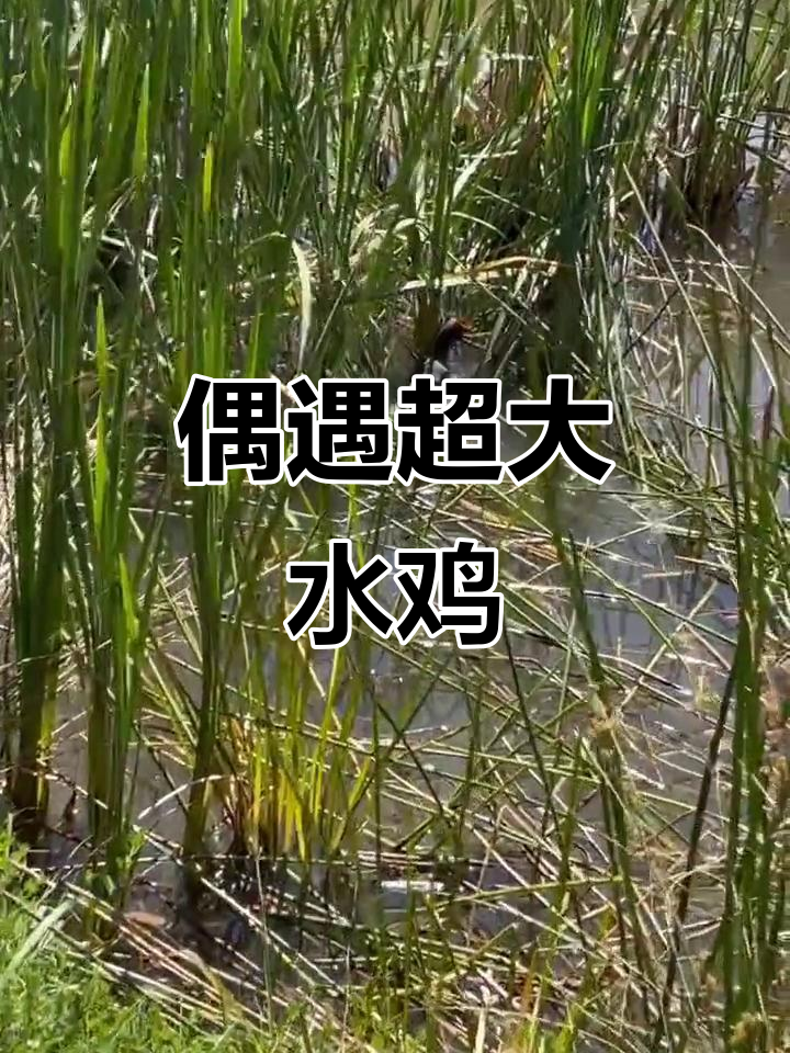 遇到巨型水鸡,竟然这么大!