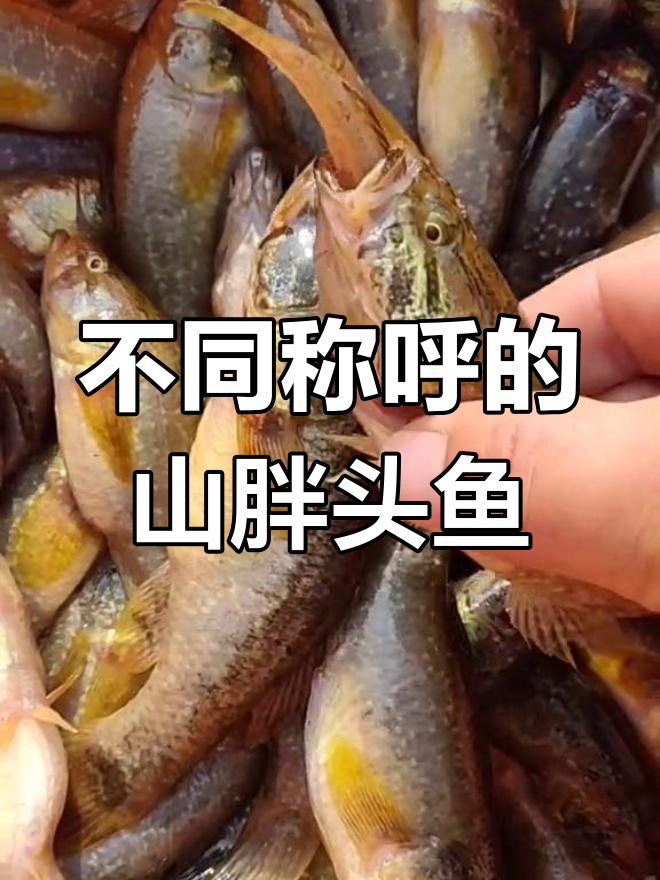 山胖头鱼与老头鱼的多种叫法