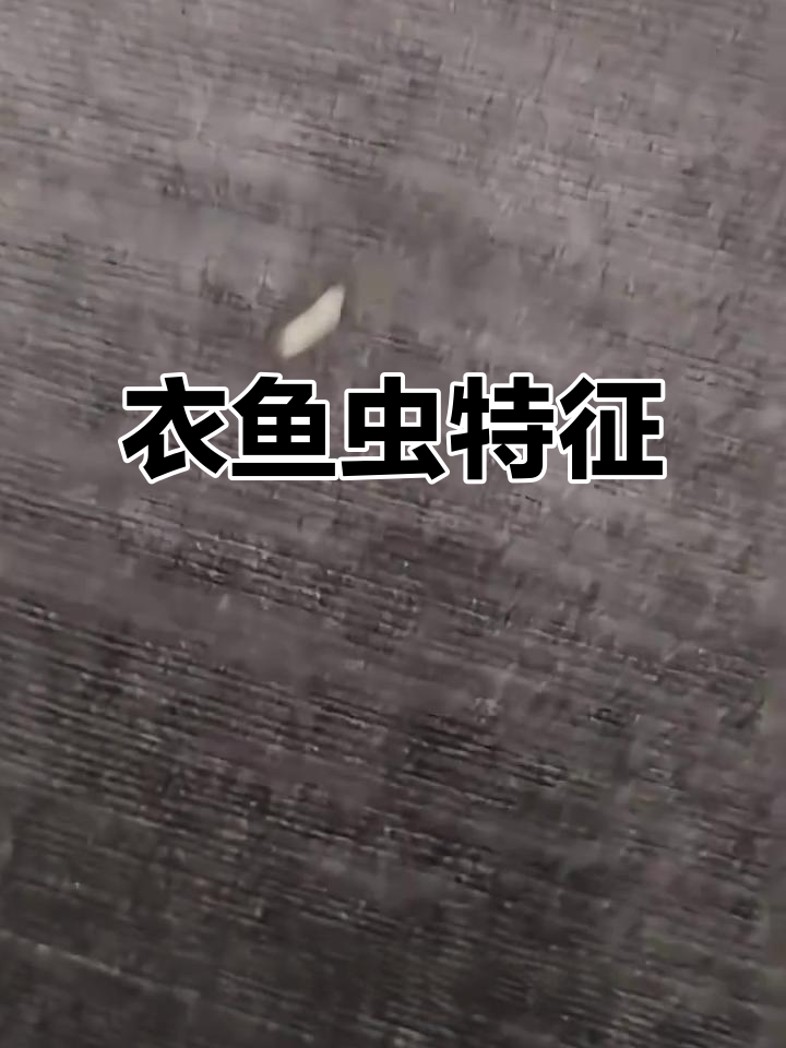 衣鱼虫，银灰扁平，敏捷小巧