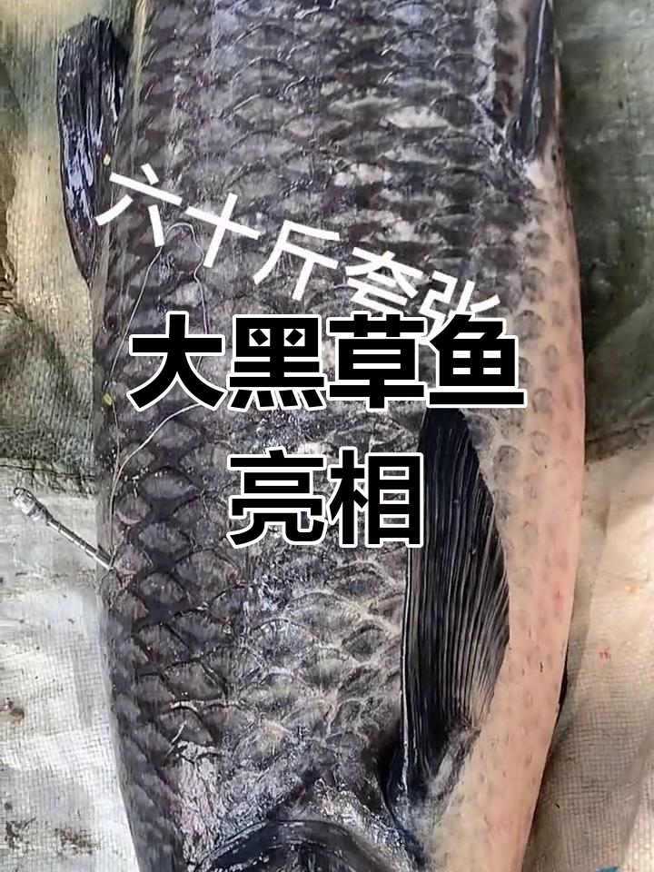 第一次见这么大的黑草鱼,惊叹不已!
