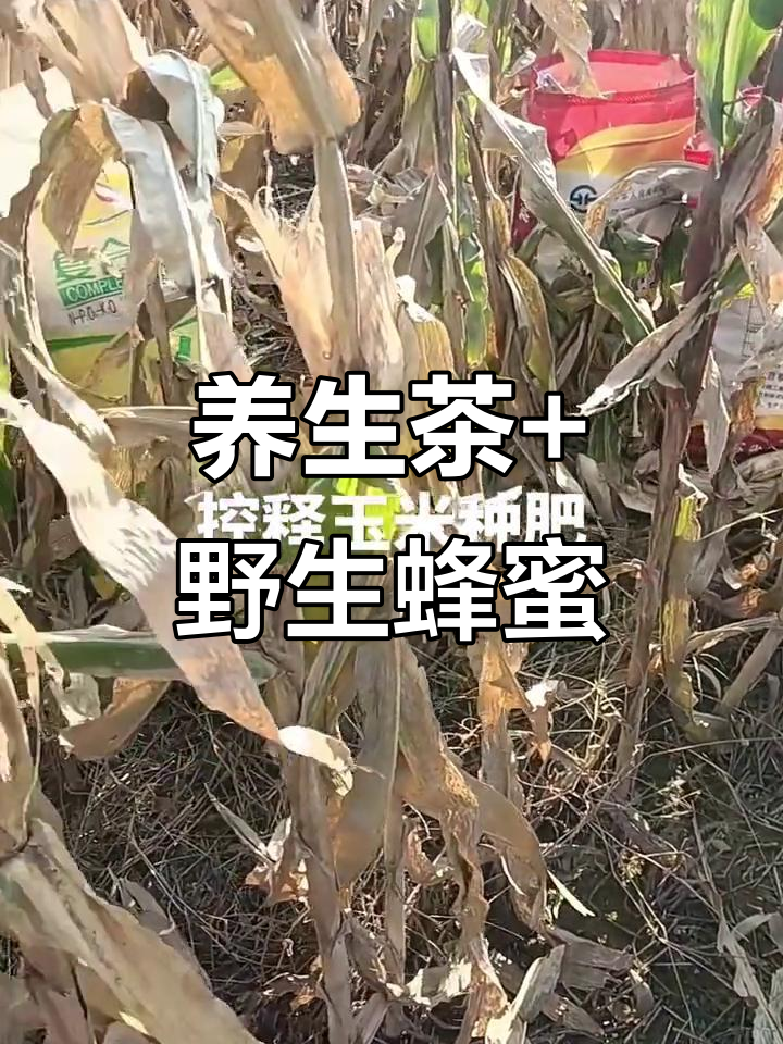 玉米棒、枸杞桂圆红枣搭配,养生茶与野山蜂蜜的完美结合