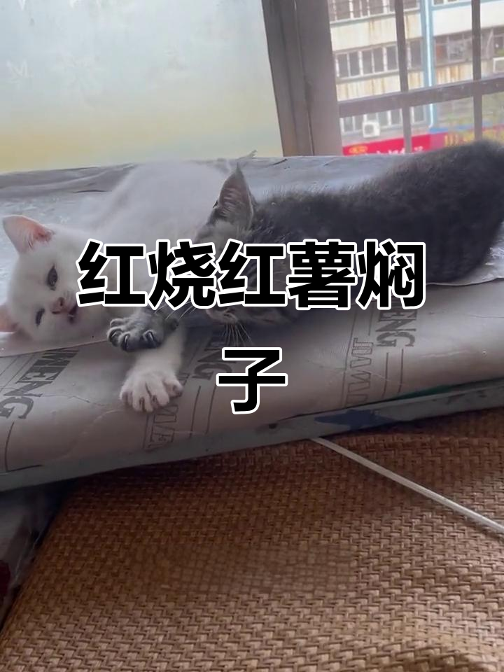 河南特色红烧红薯焖子,Q弹有嚼劲,快来试试!