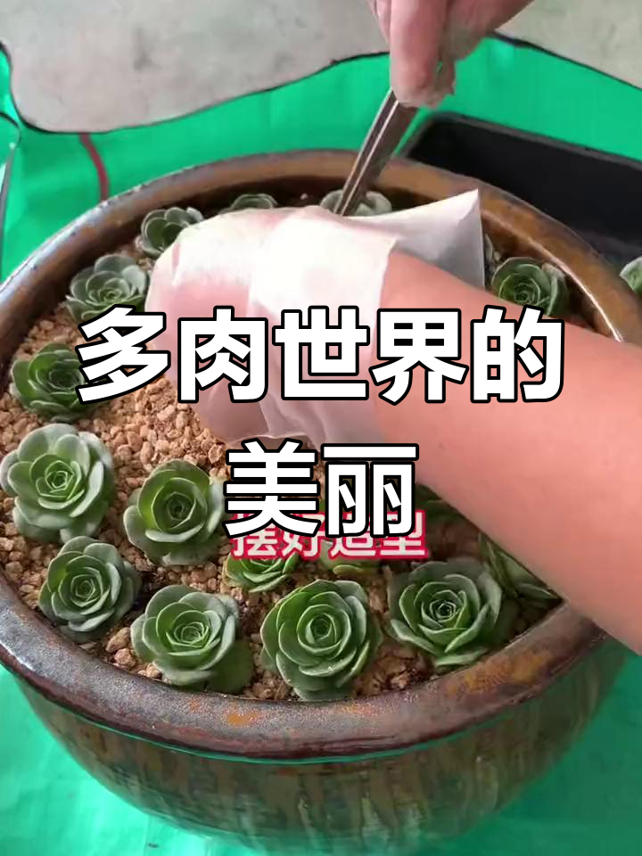 鸡蛋玫瑰:多肉控的美丽世界