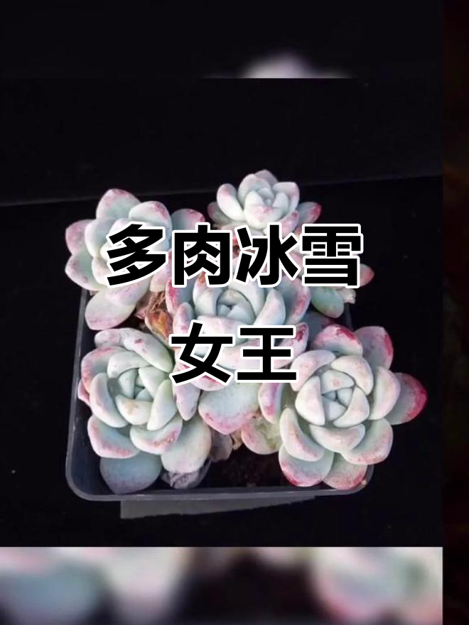 冰玉，多肉中的冷艳女王，造型独特，美得不可方物！