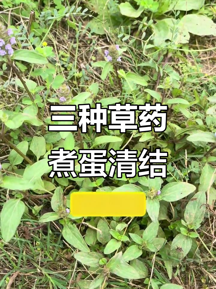 夏枯草、车前草与蒲公英煮鸡蛋,清除结节囊肿效果惊人