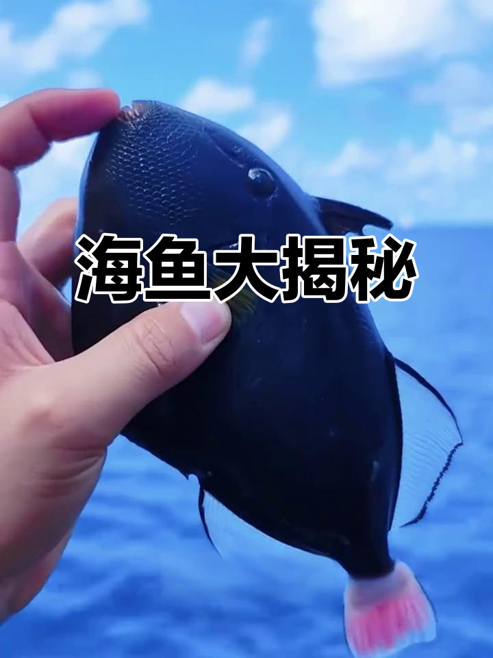 带你认识20种神奇海鱼，看看你都知道吗？