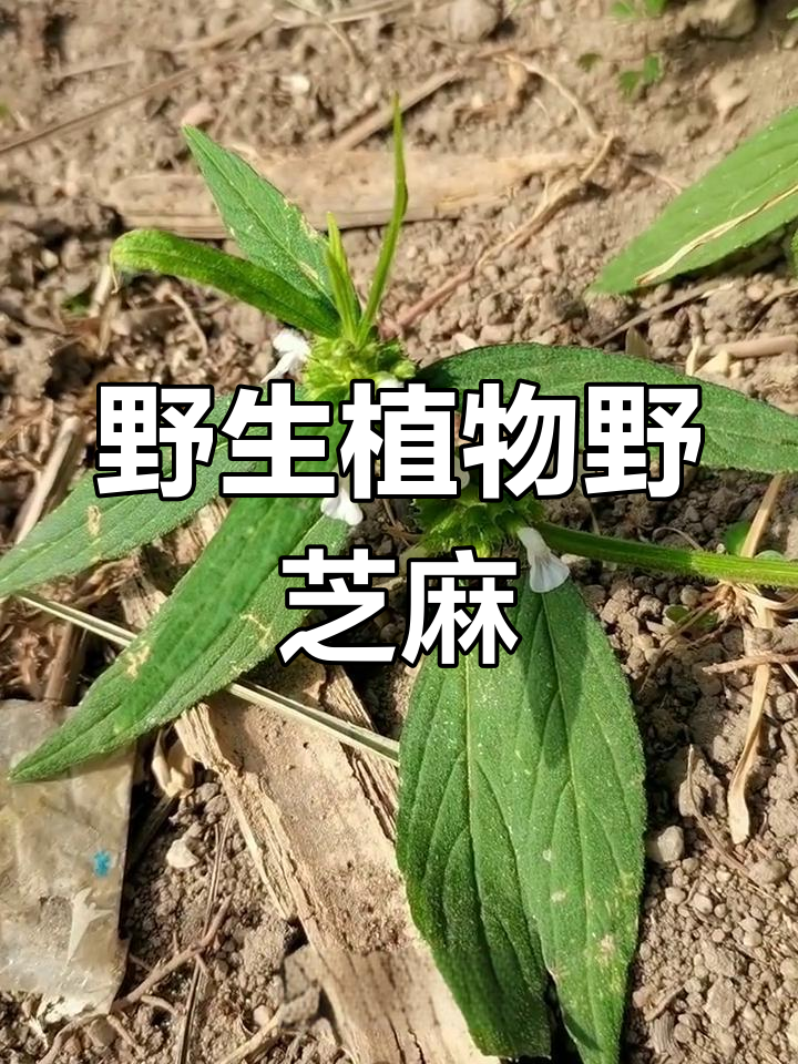 野芝麻的药用价值与应用
