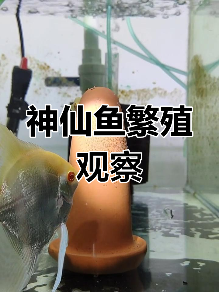 神仙鱼产卵后,公母鱼的细心照顾与孵化过程