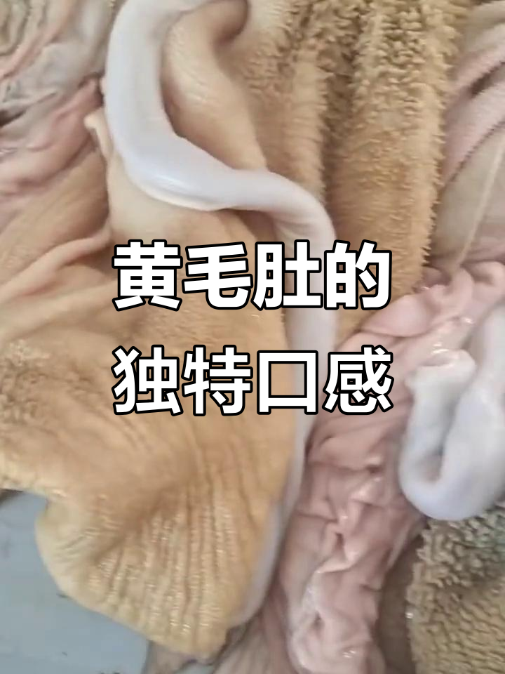 草原黄毛肚,厚实又美味,爆炒凉拌都超赞