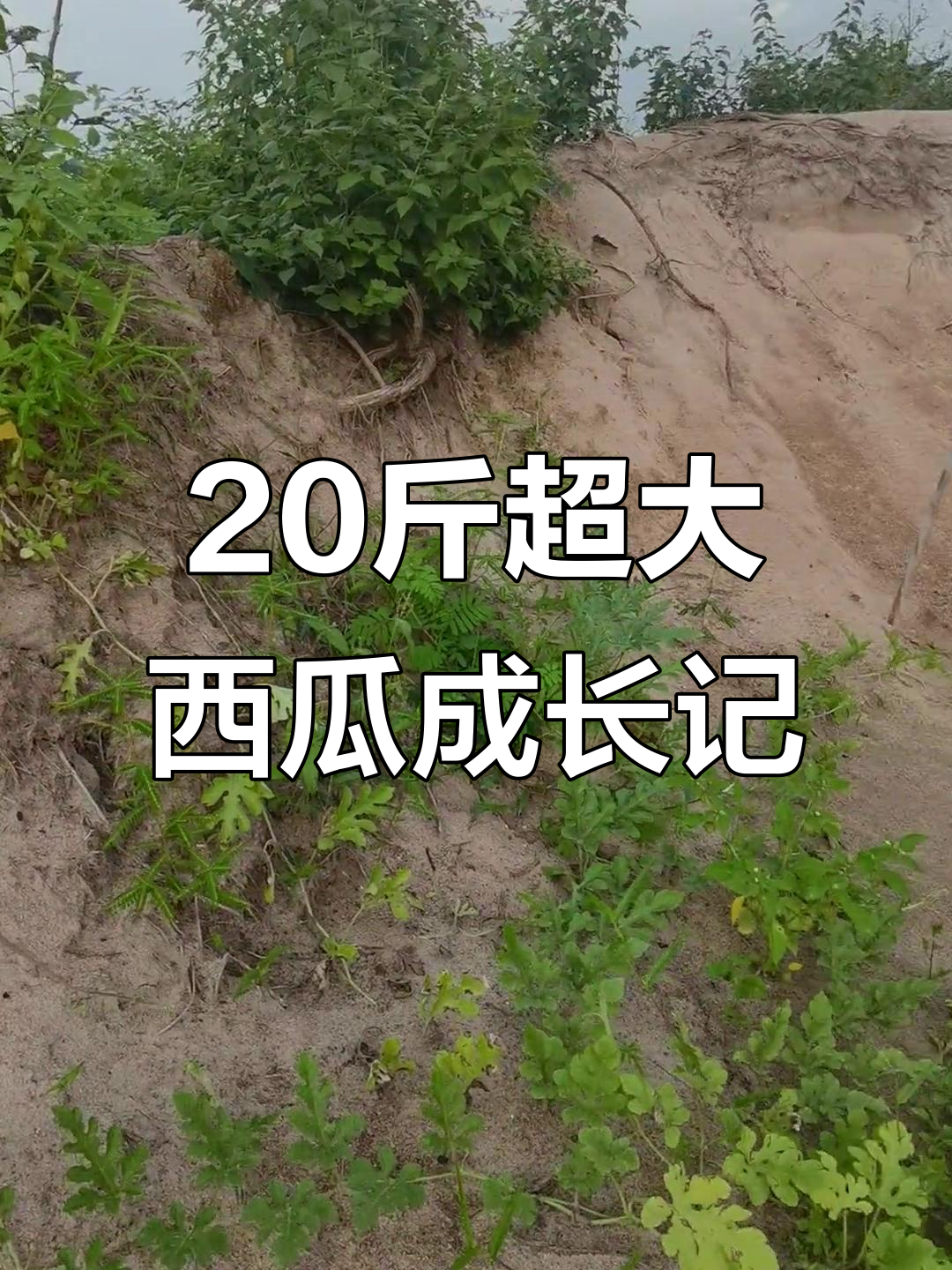 沙地西瓜暴涨,20斤大瓜指日可待