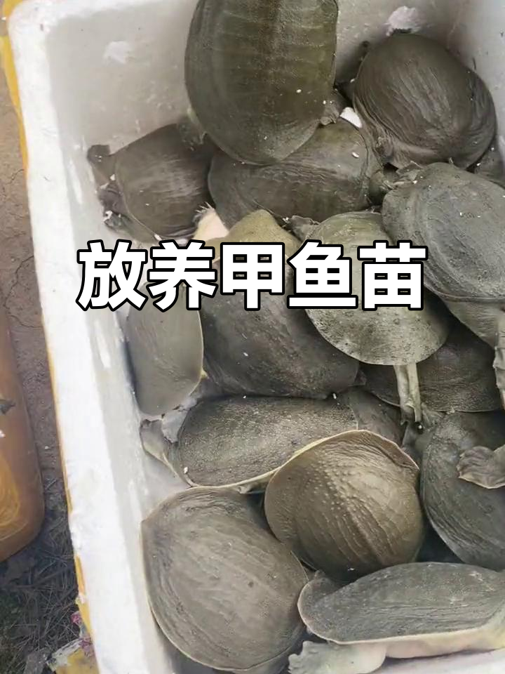 甲鱼苗放养,野生环境下的自由生长