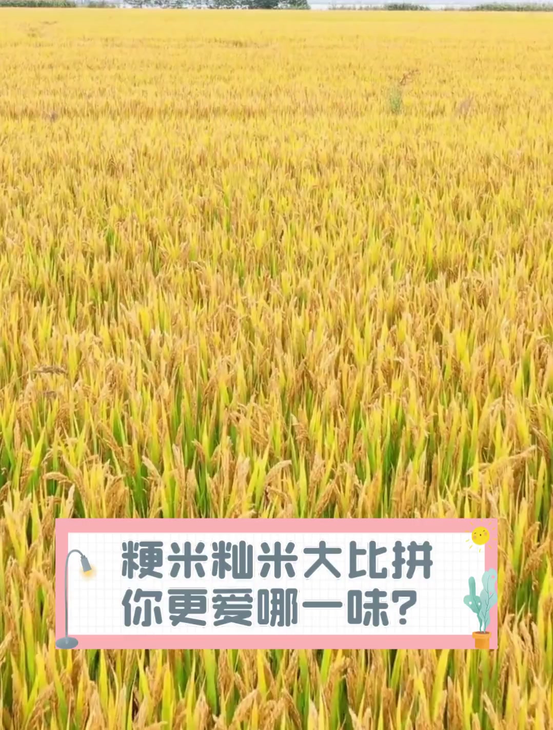 粳米籼米大比拼,你更爱哪一味?