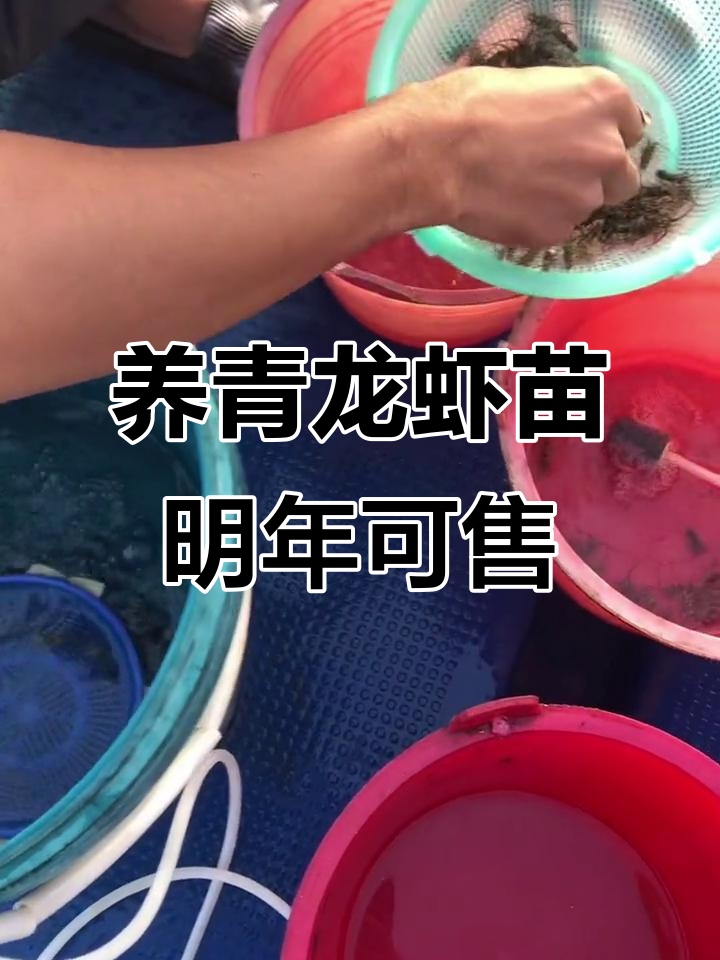 十年渔民生活,青龙虾苗养到明年就能卖!