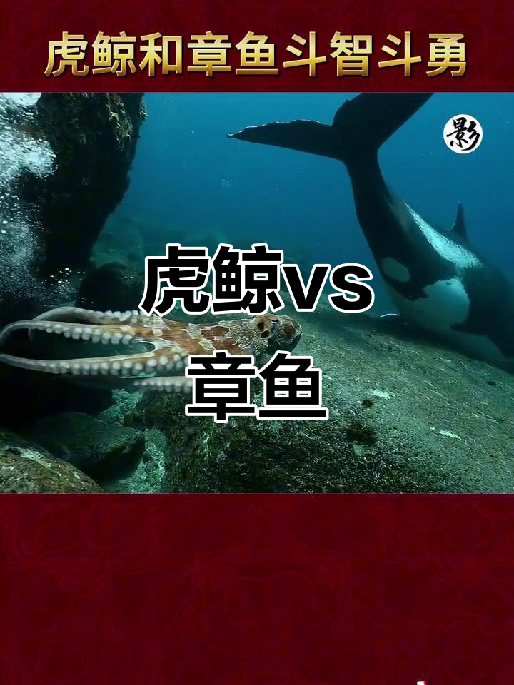 虎鲸与章鱼海底对决,谁胜一筹?