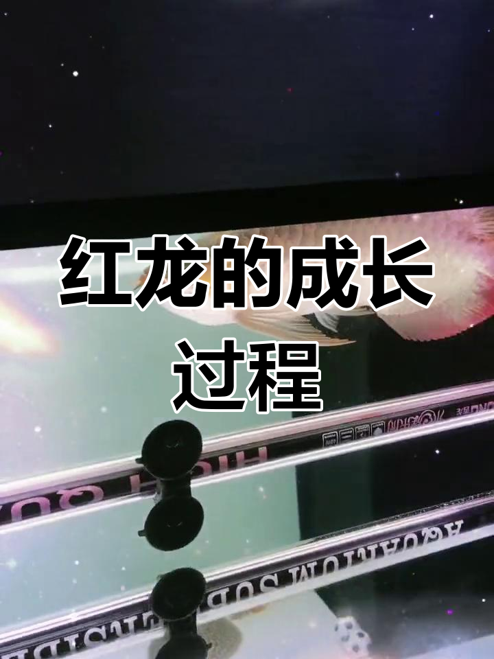 慢慢长大的红龙鱼,见证发色变化