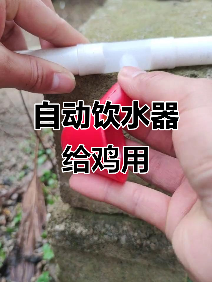 安装自动饮水器,让鸡喝水更方便