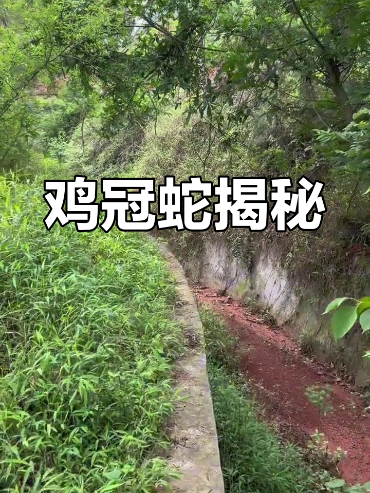 鸡冠蛇,神秘生物揭秘!