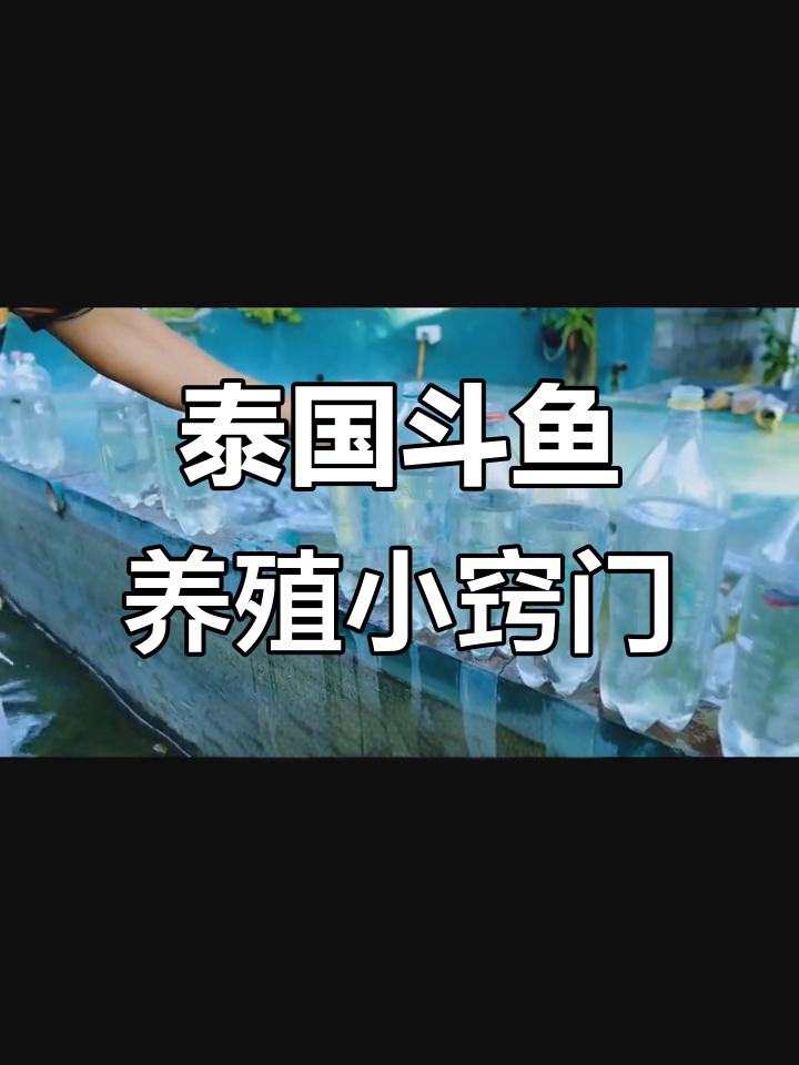 如何在塑料瓶中养泰国斗鱼,清洗瓶子技巧大公开