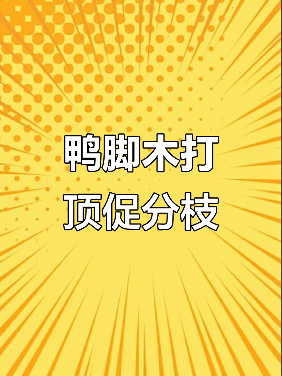 鸭脚木修剪技巧，打造更丰满的树冠