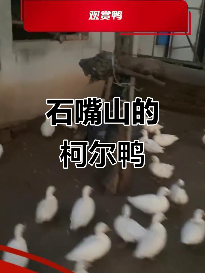 石嘴山哪里有养润州凤头白鸭的？